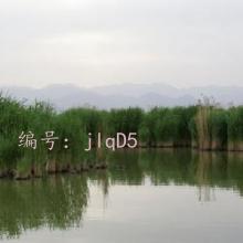 ָ