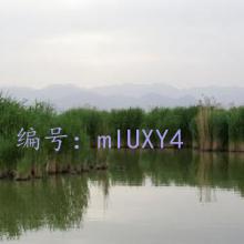 Ա
